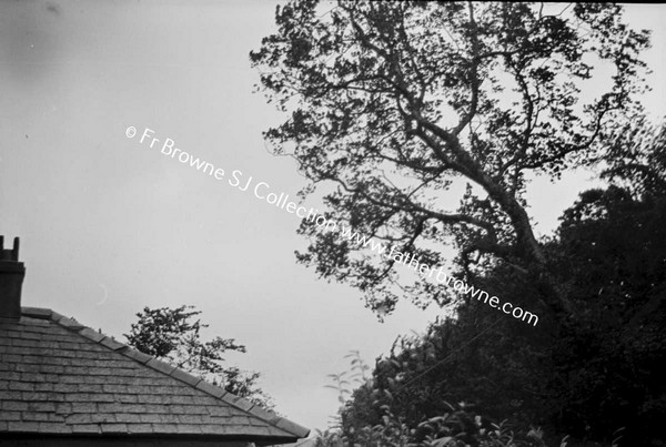 TREE AND ROOF OF HOUSE